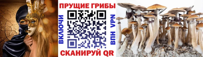 купить наркотик  Верхний Тагил  Псилоцибиновые грибы Psilocybe 